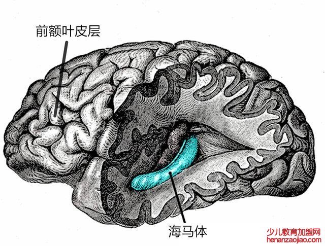 为什么我们会失去婴幼儿时的记忆？