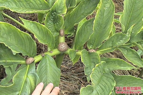 蒟蒻怎么读,蒟蒻是什么,蒟蒻的功效与作用