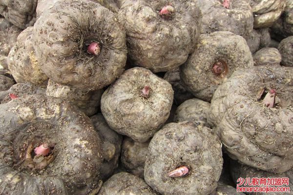 蒟蒻怎么读,蒟蒻是什么,蒟蒻的功效与作用