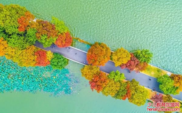 乌桕树怎么读,乌桕树是什么意思