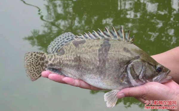 鳜鱼怎么读,鳜鱼的鳜拼音,鳜鱼和桂鱼的区别