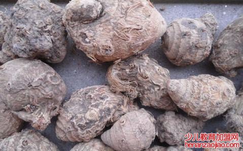 莪术怎么读,莪术的拼音是什么,莪术的功效与作用