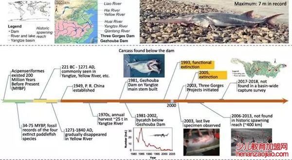 白鲟怎么读,白鲟是什么鱼,长江白鲟为什么灭绝