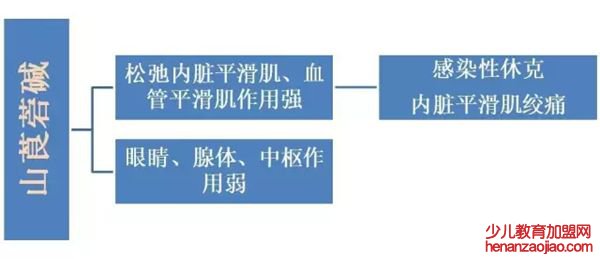 山莨菪碱的功效与作用