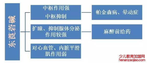 东莨菪碱的功效与作用