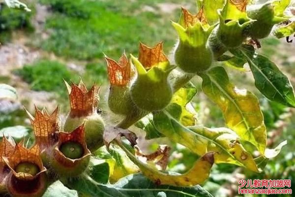 莨菪怎么读,莨菪是什么,莨菪的功效与作用