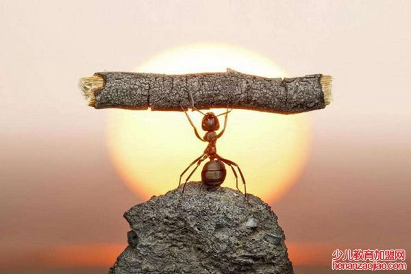 蚍蜉怎么读拼音是什么,蚍蜉是什么,蚍蜉撼树什么意思