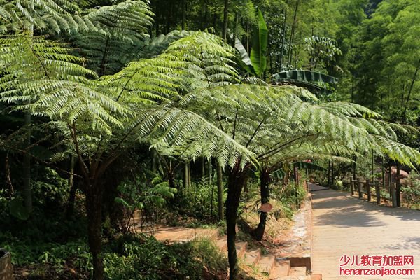桫椤怎么读拼音是什么,桫椤是什么植物,桫椤树介绍