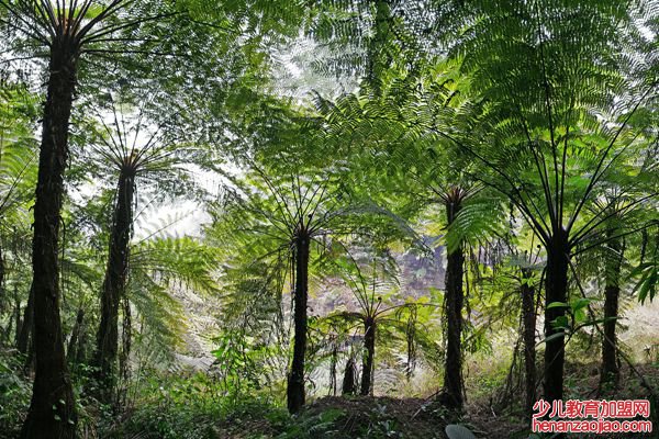 桫椤怎么读拼音是什么,桫椤是什么植物,桫椤树介绍