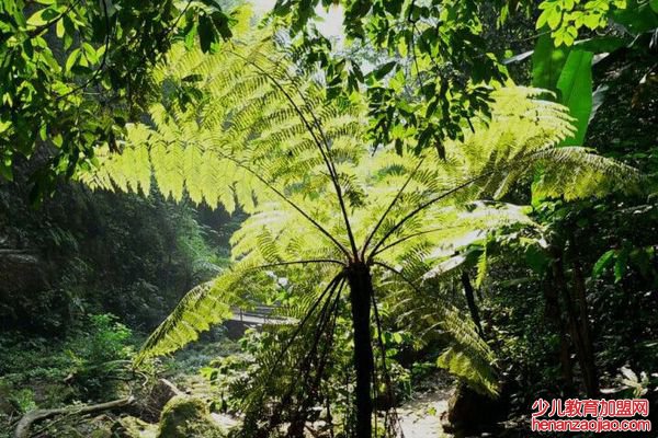 桫椤怎么读拼音是什么,桫椤是什么植物,桫椤树介绍