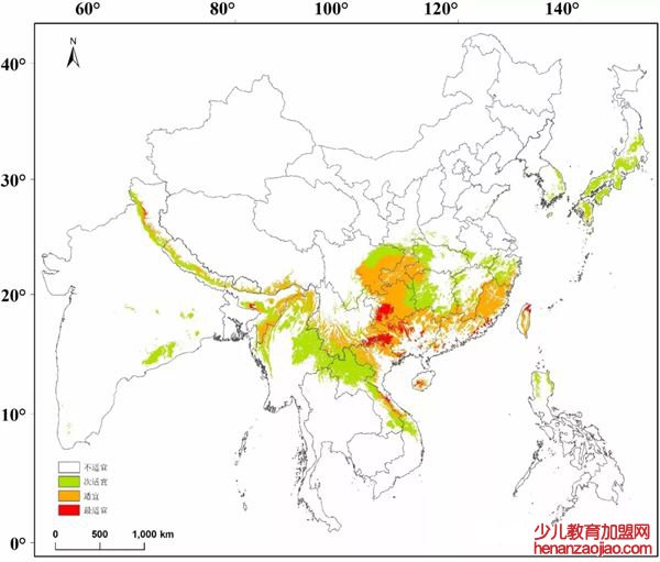 桫椤怎么读拼音是什么,桫椤是什么植物,桫椤树介绍