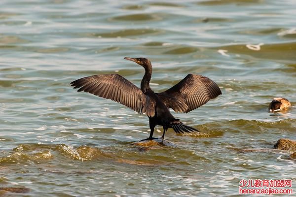 鸬鹚怎么读,鸬鹚捕鱼为什么不吃,鸬鹚多少钱一只