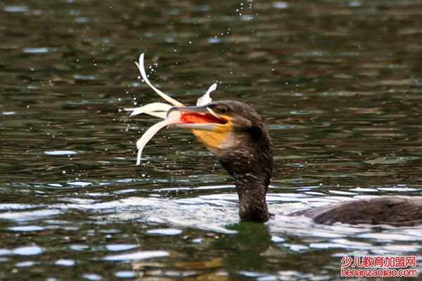 鸬鹚怎么读,鸬鹚捕鱼为什么不吃,鸬鹚多少钱一只