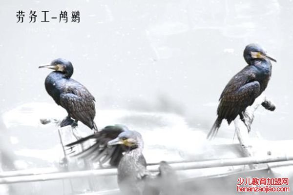 鸬鹚怎么读,鸬鹚捕鱼为什么不吃,鸬鹚多少钱一只