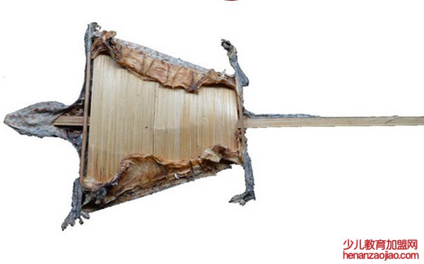 蛤蚧读音是什么,蛤蚧是什么,蛤蚧的功效与作用