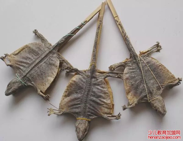 蛤蚧读音是什么,蛤蚧是什么,蛤蚧的功效与作用