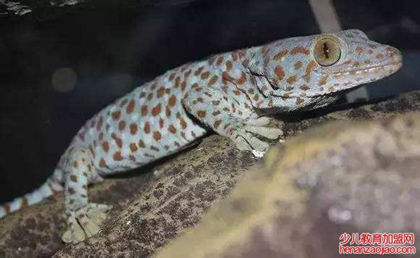 蛤蚧读音是什么,蛤蚧是什么,蛤蚧的功效与作用