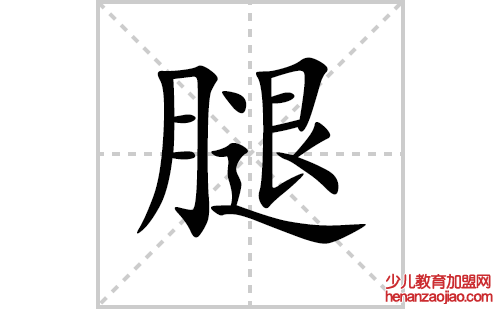 腿的笔顺笔画怎么写(腿的拼音、部首、解释及成语解读)