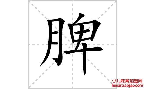 脾的笔顺笔画怎么写(脾的拼音、部首、解释及成语解读)