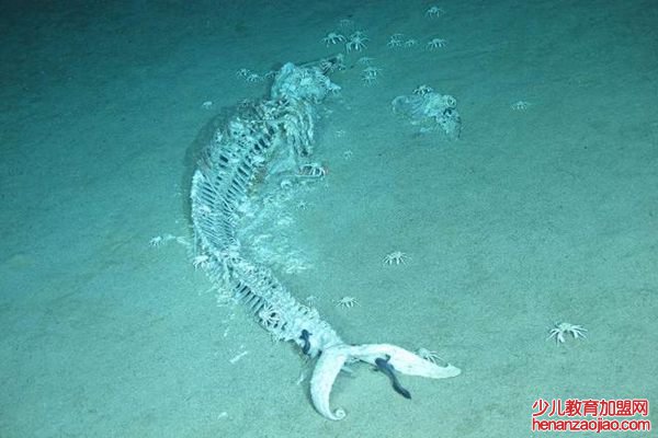 鲸落是什么意思,鲸落长什么样子