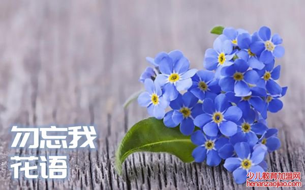 勿忘我的花语是什么,勿忘我的花语大全