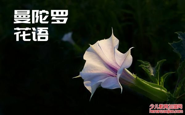 曼陀罗的话语是什么,曼陀罗花语大全