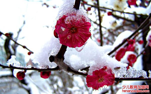 梅花坚韧不拔的性格