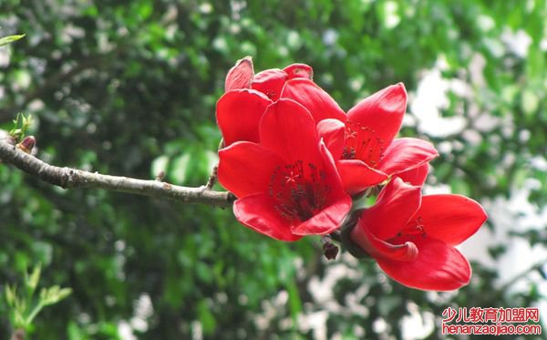 木棉花