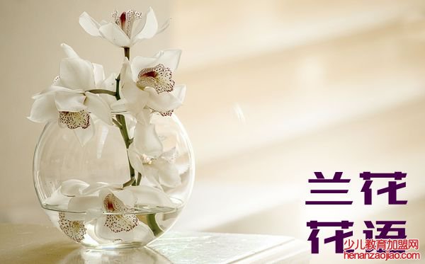 兰花的花语是什么,兰花花语大全