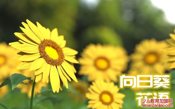 向日葵的花语是什么,向日葵花语大全