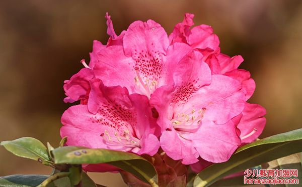 杜鹃花的花语是什么,杜鹃花花语大全