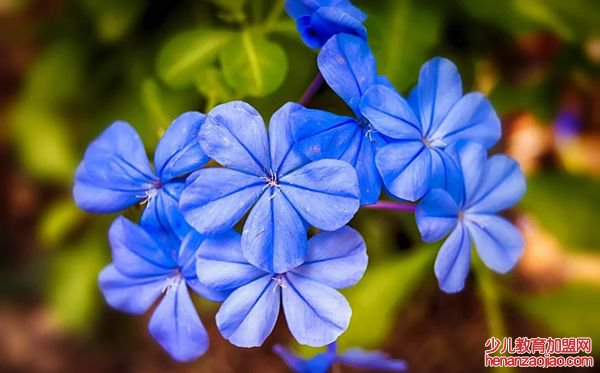 茉莉花的花语是什么,茉莉花花语大全