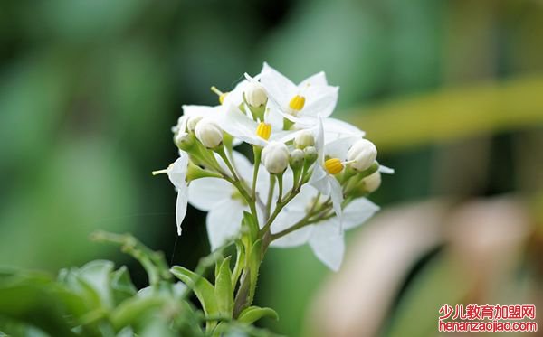 茉莉花的花语是什么,茉莉花花语大全