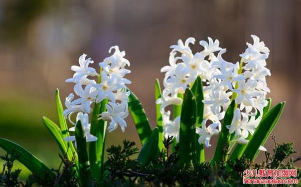 白色风信子
