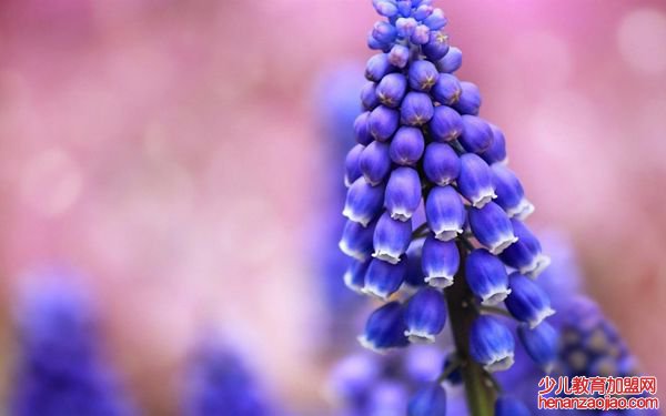 蓝色的风信子