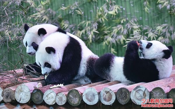 大熊猫为什么被视为中国的国宝