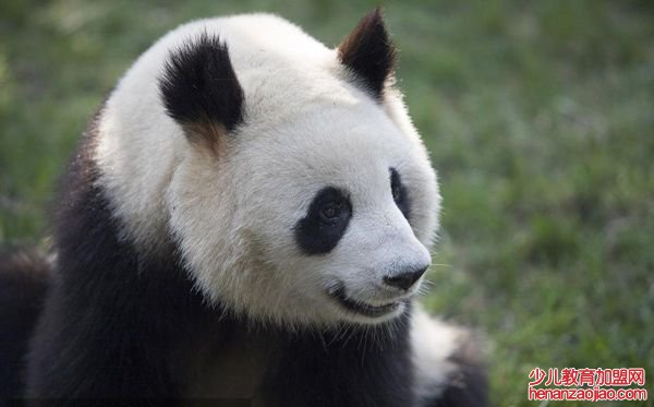 大熊猫为什么被视为中国的国宝