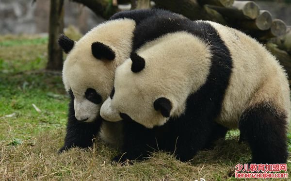 大熊猫为什么被视为中国的国宝