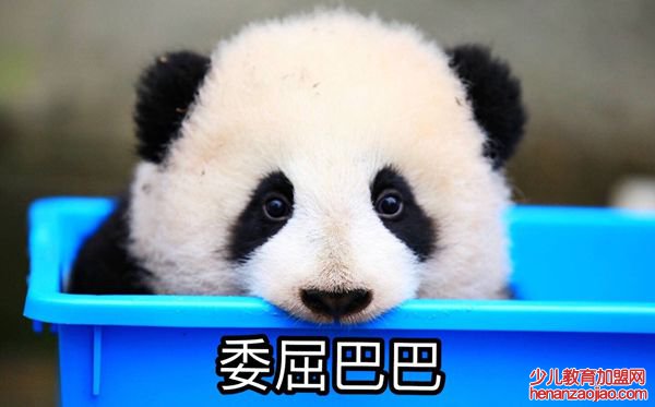 大熊猫为什么被视为中国的国宝