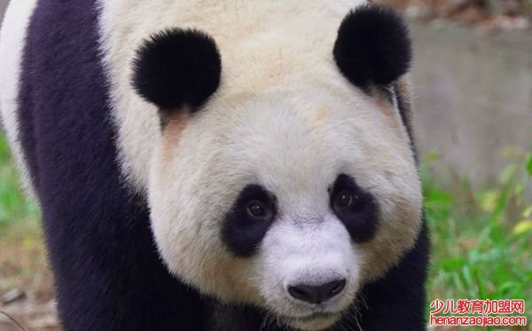 大熊猫为什么被视为中国的国宝