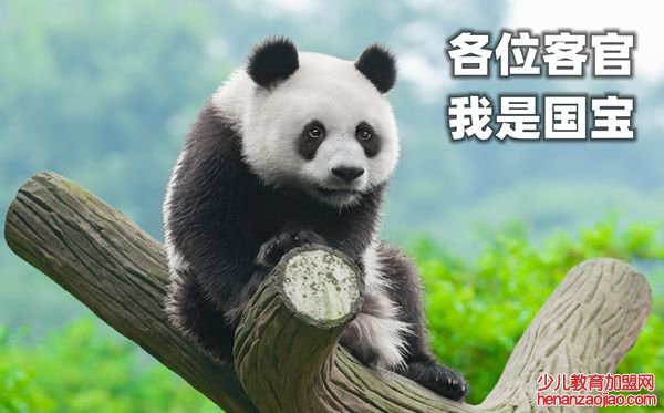 大熊猫为什么被视为中国的国宝