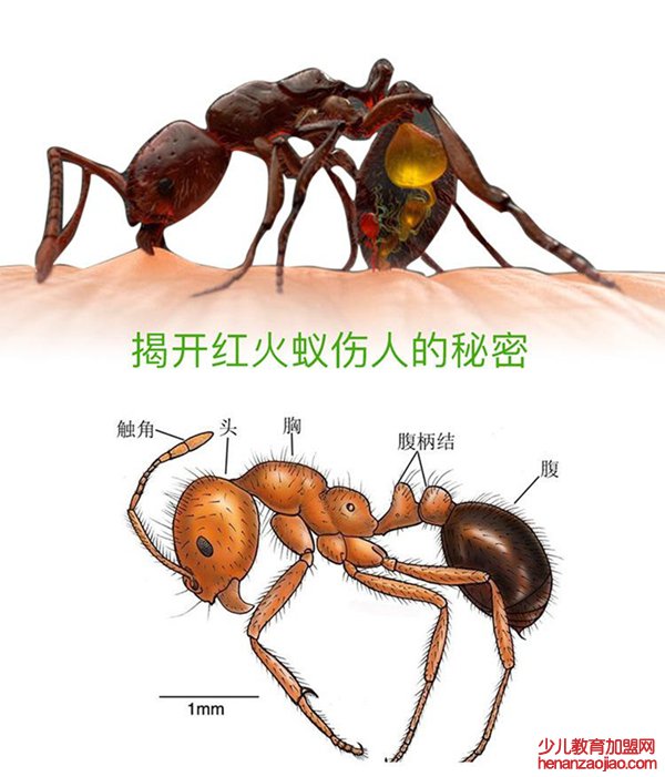 如何区分红火蚁,红火蚁有毒吗,被咬了怎么办