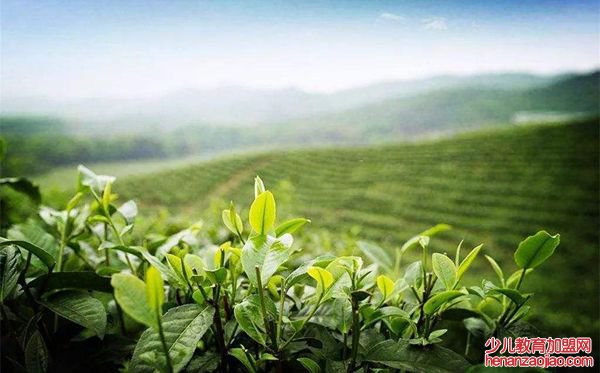 茶树为什么生南不生北,全国茶叶产区分布图一览