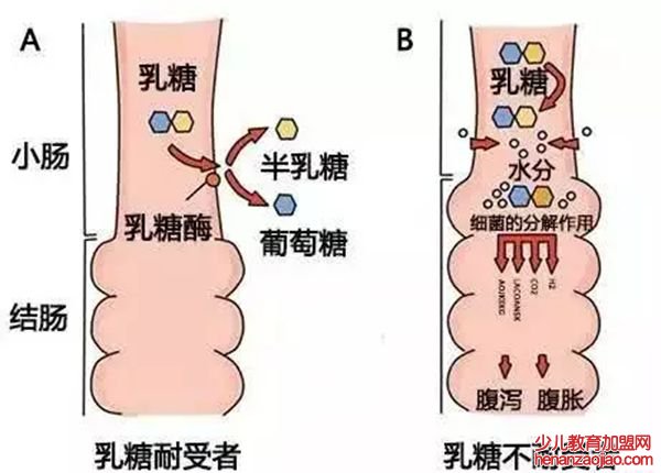 为什么不能空腹喝牛奶,不能空腹喝牛奶的原因是什么