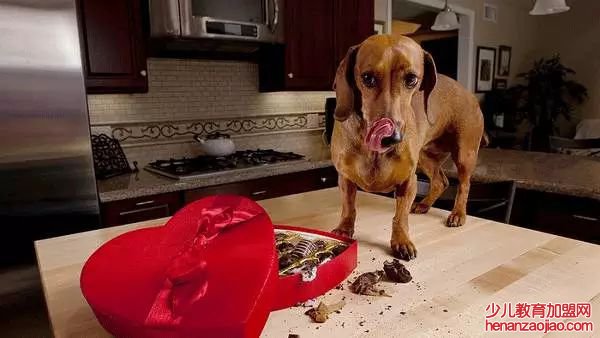 狗吃巧克力为什么会死