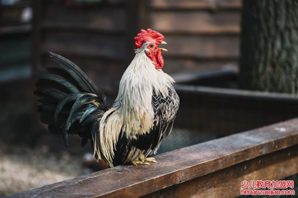 公鸡为什么打鸣,怎样让公鸡不打鸣