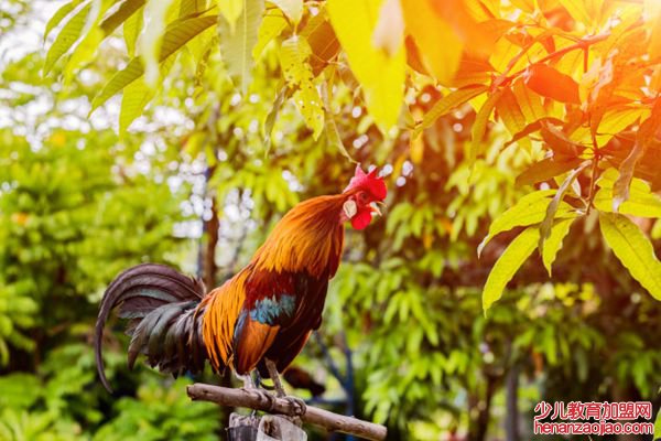公鸡为什么打鸣,怎样让公鸡不打鸣