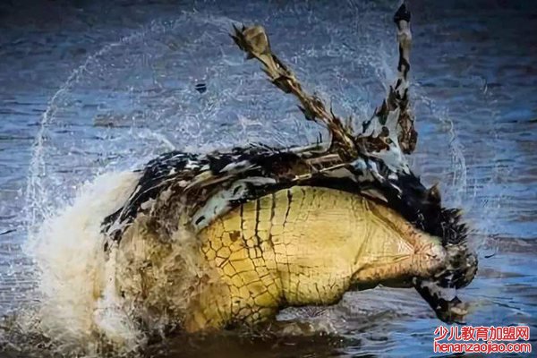 鳄鱼为什么会流泪,鳄鱼的眼泪是什么意思