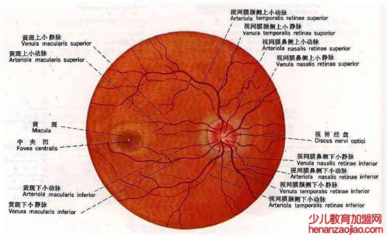 为什么看眼底能够诊断疾病,看眼底能诊断哪些疾病