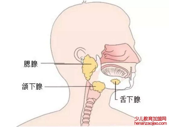 为什么多吐唾液会影响健康,经常吐口水有什么危害